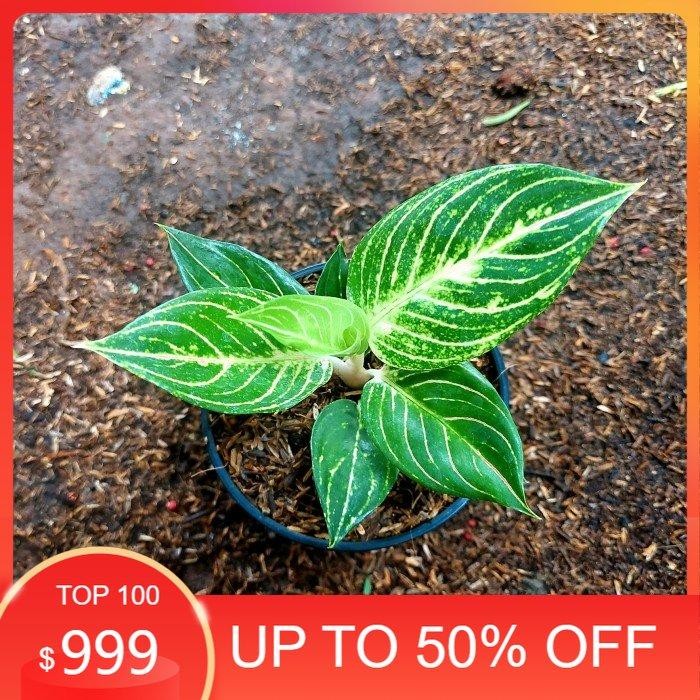 Aglonema Queen Of Siam - Aglo - Aglonema Termurah