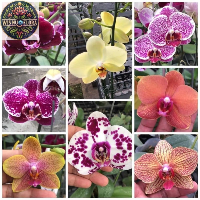(BISA COD) TERMURAH! Bunga Hias Anggrek Bulan JUMBO PASCA BUNGA / Tanaman Hias Anggrek Bulan Bunga H