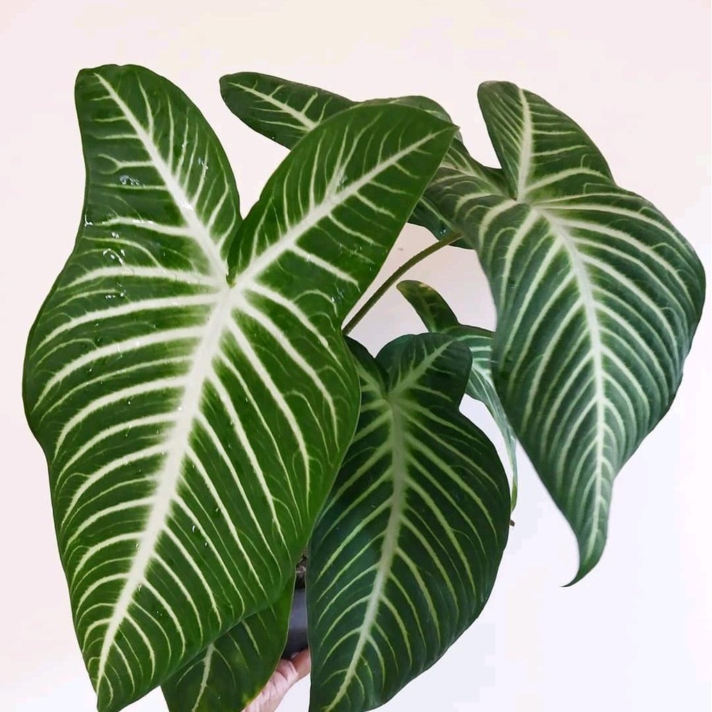 Tanaman Xanthosoma Lindeni - Alocasia Antasoma Lindeni Siap Kirim