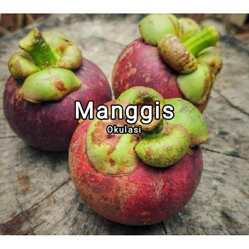 Bibit manggis super