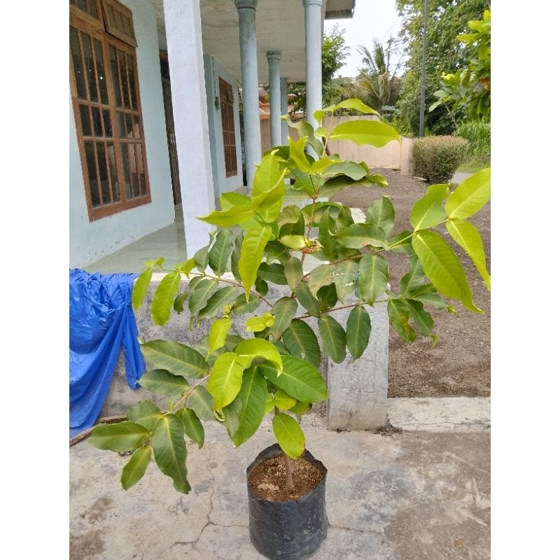 

Jambu Air Barby, Kiojok, RHS, Red King cangkok 1 meter