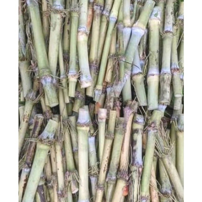 Bibit tebu telor/terubuk/tebu sayur