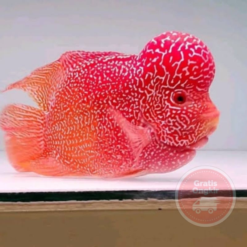 single Dekorasi aquarium burayak louhan gb golden base lohan 3-8 cm louhan