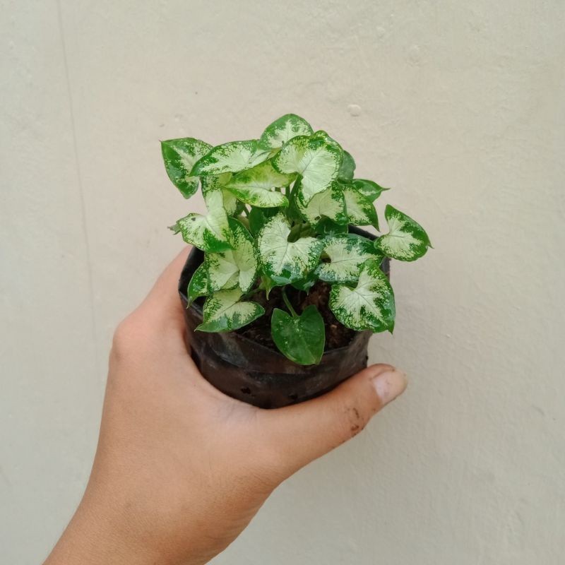 ( BISA COD ) Tanaman Hias Syngonium Liliput Mini Bunga Hias Singonium Mini Liliput / Tanaman Hidup S