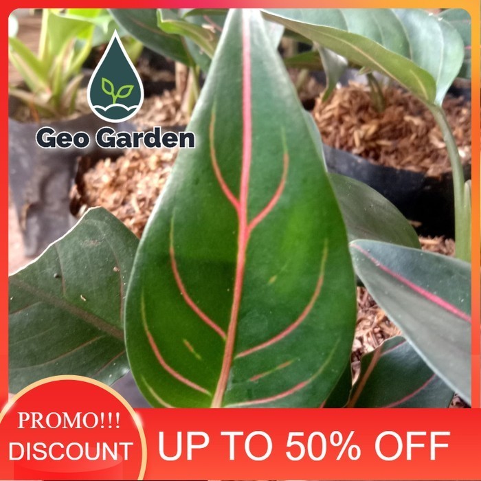 bibit tanaman hias aglonema rotundum hijau - aglaonema