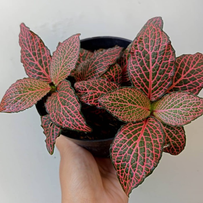 tanaman gantung fittonia merah - fittonia mutiara merah - episcia
