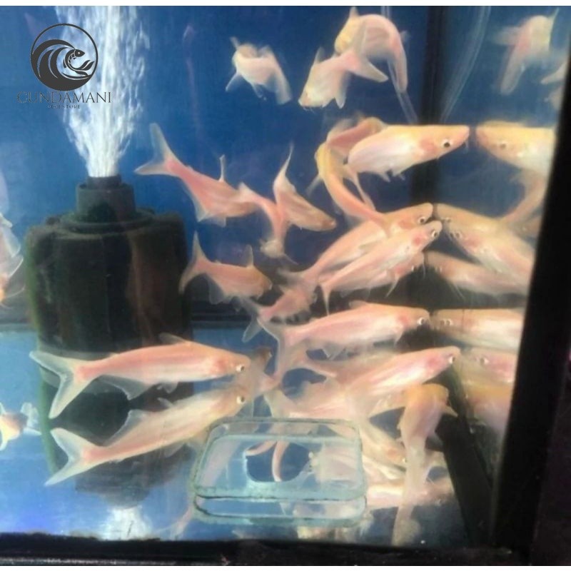 Ornamen Bibit Ikan Patin Albino perlengkapan kolam
