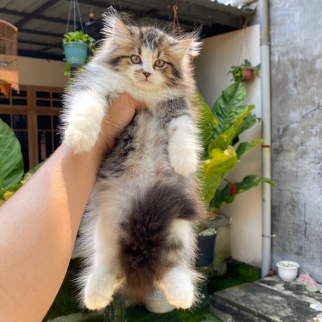 makan kitten persian mix mainecoon