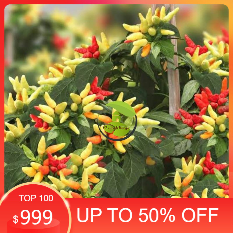 COD Benih Bibit Cabe Rawit Prentul klaster Bibit Cabai Rawit Prentul cluster