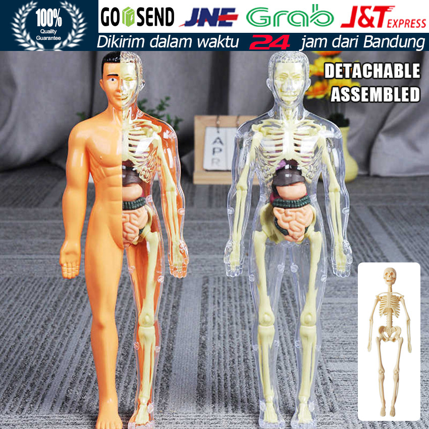Human Body Anatomy Model Mainan / Dokter Organ Tubuh Manusia / Human Body Torso Alat Praktek Kedokte