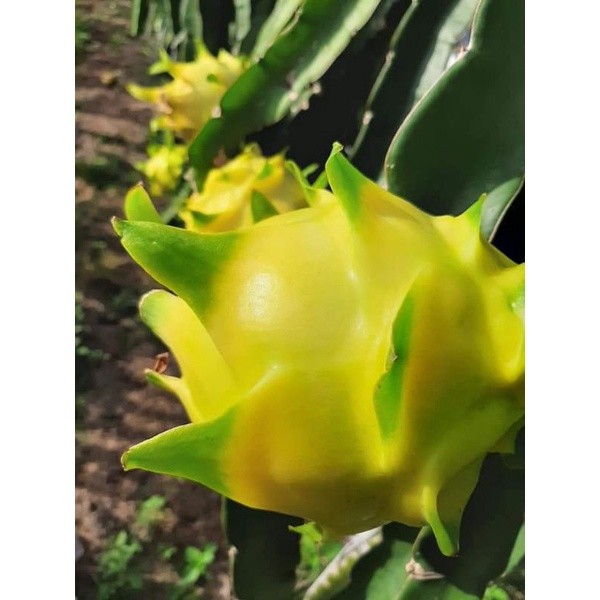 RAGIL - bibit buah naga kuning besar tanpa duri(sambungan) BERGARANSI