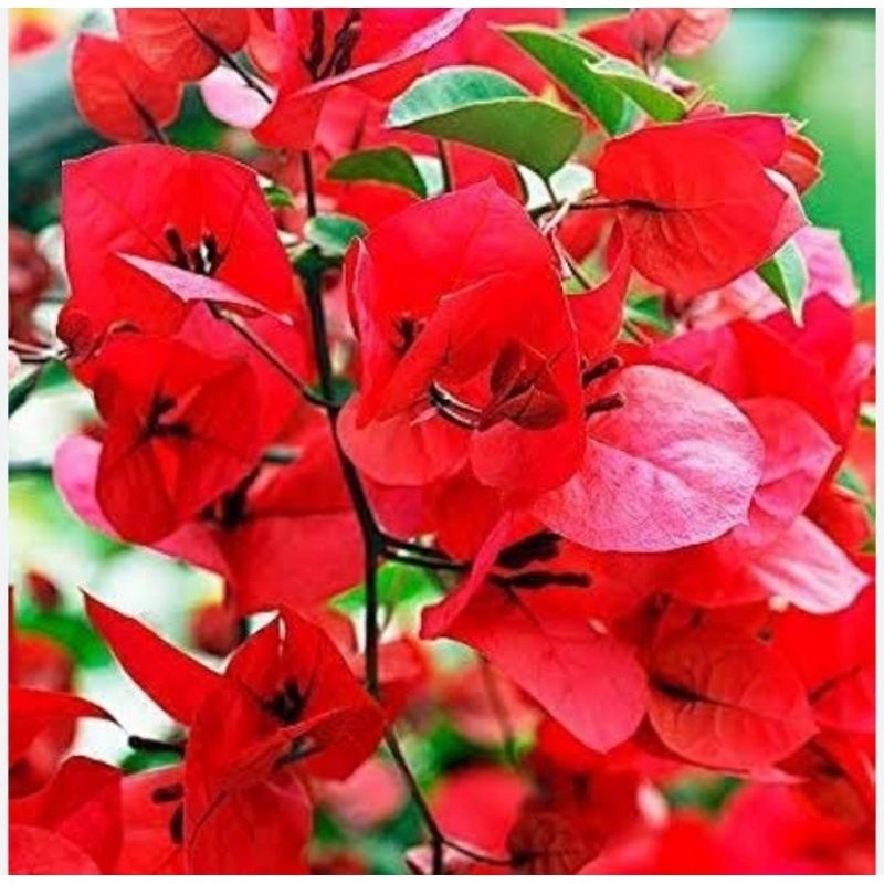 Tanaman Hias bougenvile merah cabe / bibit bugenville tanaman hidup Eleghant Terlaris