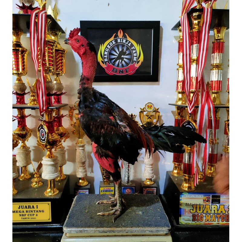 TELUR AYAM MANGON FERTIL PEJANTAN JUARA NASIONAL