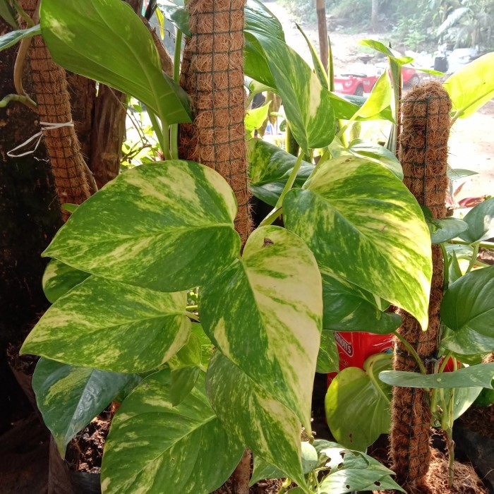 (TERMURAH) pohon sirih gading daun besar + turus