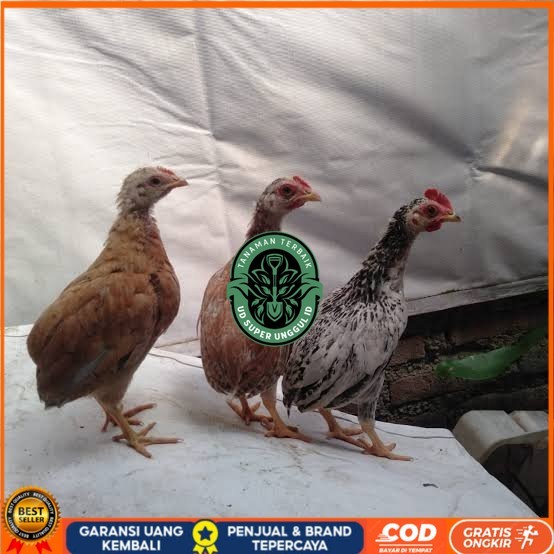 

Telur ayam tukung / telur ayam hias / telur fertil asli UD_SUPER_UNGGUL_ID