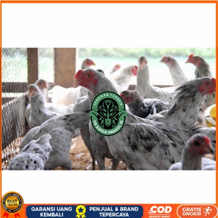 

Telur ayam fertil asli sensi petelur handal siap ditetaskan - ayam sensi UD_SUPER_UNGGUL_ID