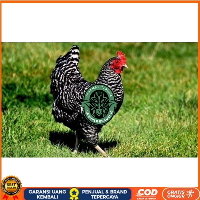 

TELUR AYAM KUNTARA UNTUK DI TETASKAN UD_SUPER_UNGGUL_ID