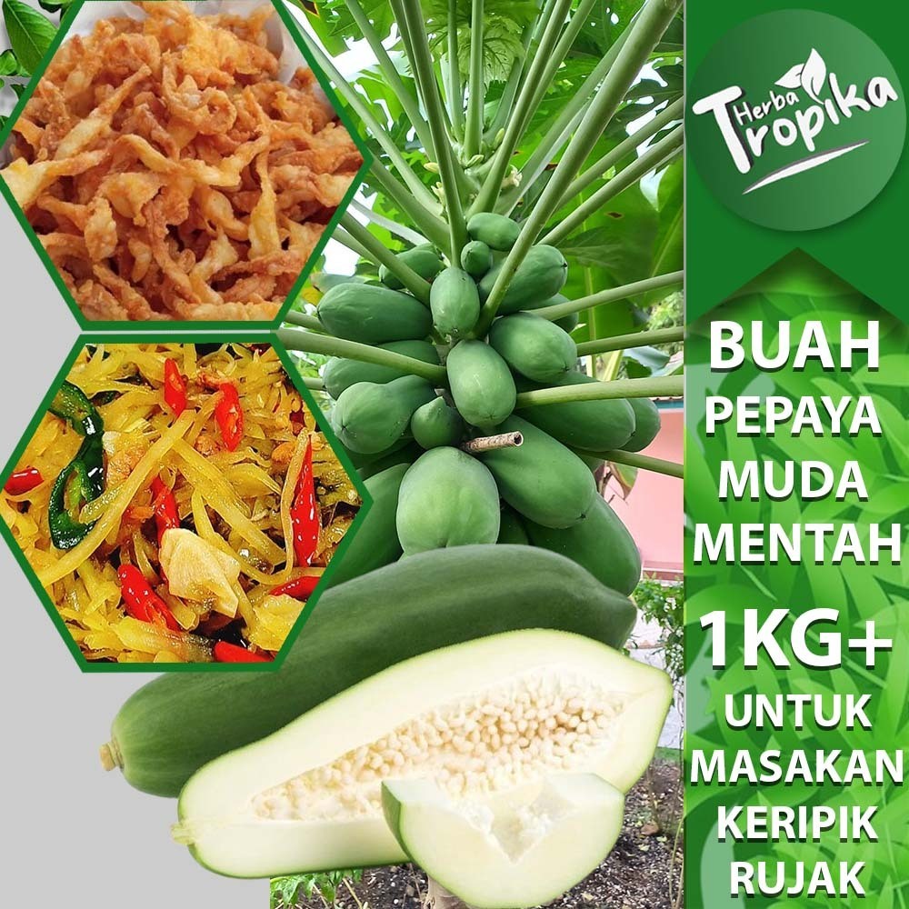 

Buah Pepaya Mentah segar 1 kg Untuk olahan makanan toko herba tropika