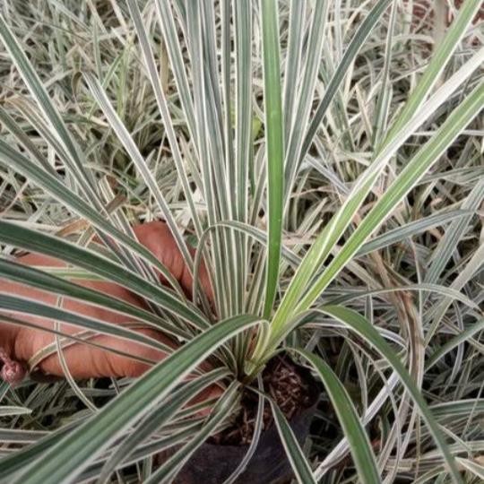 

Tanman alangalang putih