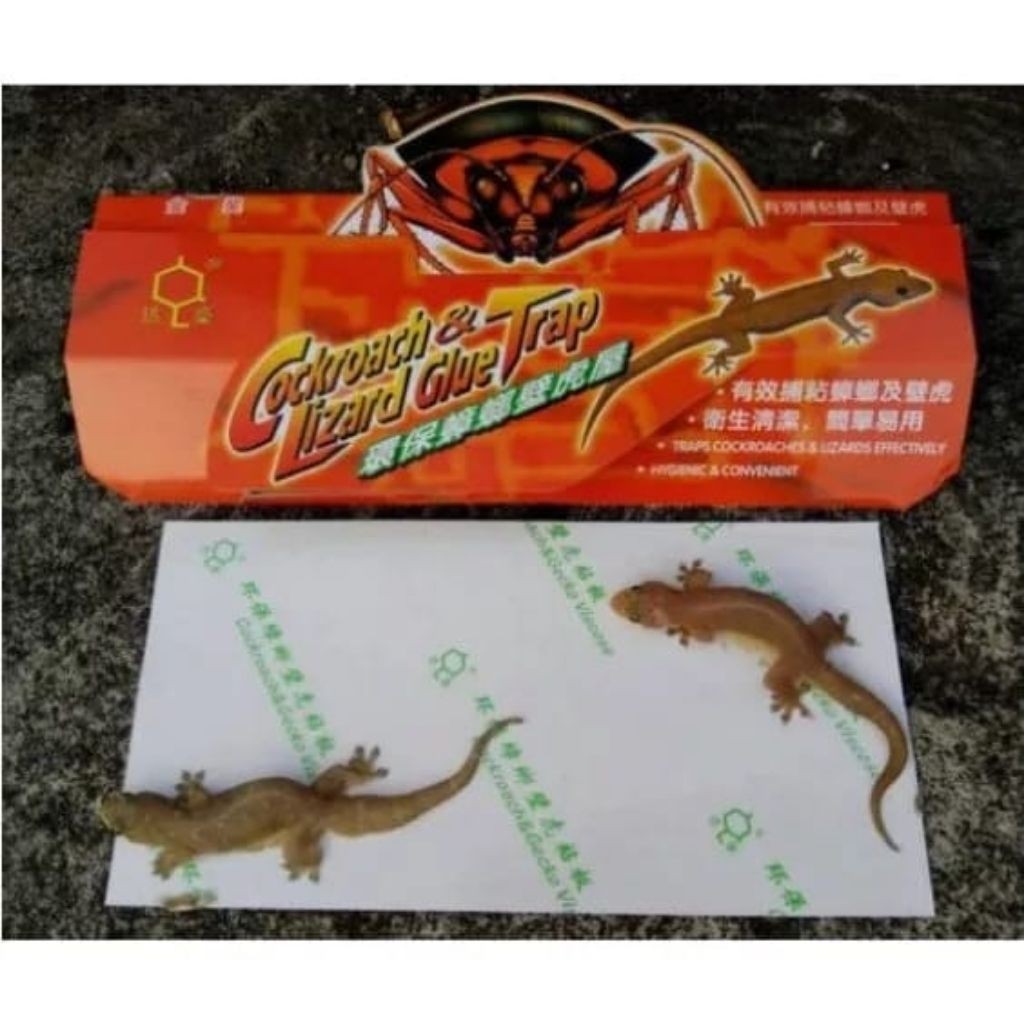 Termurah-Perangkap Cicak -Lem Paling Ampuh Cicak