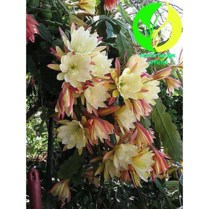 Promo BUNGA WIJAYA KUSUMA SWEATY BESAR / TANAMAN HIAS POHON WIJAYA KUSUMA BUNGA BESAR CANTIK