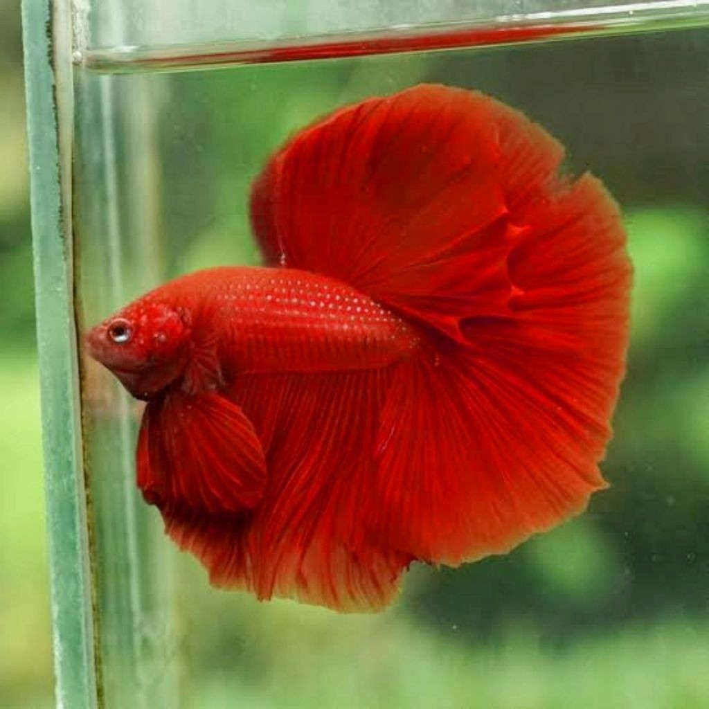 Hobi Cupang Halfmoon Super Red Size M-L Hiasan Aquarium