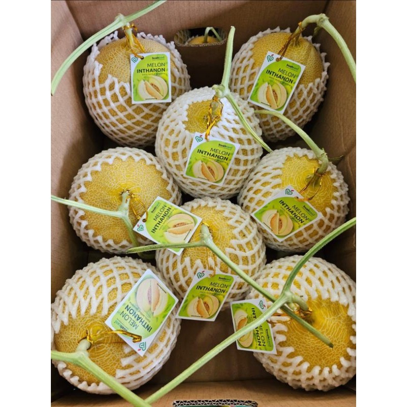 

Melon Premium Inthanon ±1.5 kg - Melon Manis Lembut Beraroma