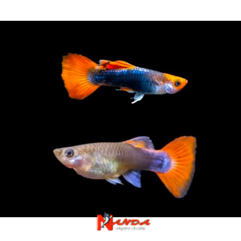 guppy tuxedo koi paket pair sepasang siap breed bergaransi