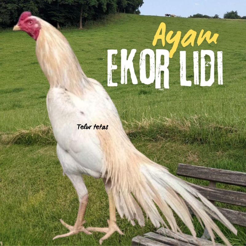 

telur ayam bangkok ekor lidi original siap tetas