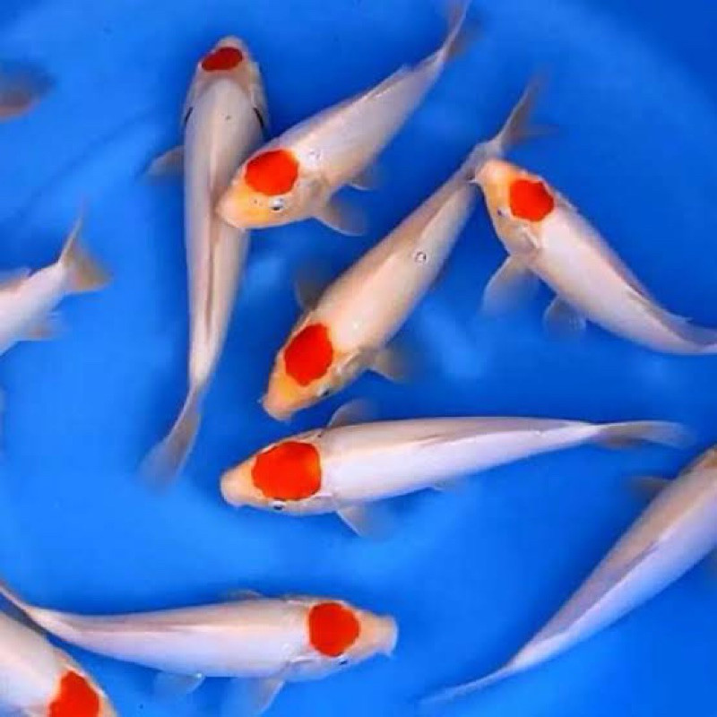 PROMO MURAH KOI TANCHO 5 EKOR SUPER CANTIK BLITAR