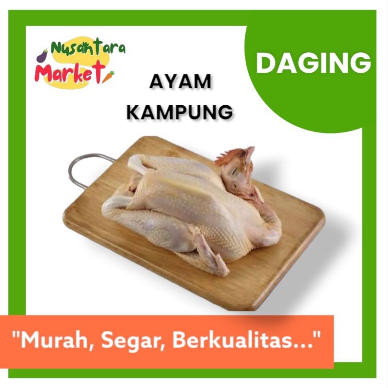 

AYAM KAMPUNG SEDANG 1 EKOR | NUSANTARA MARKET