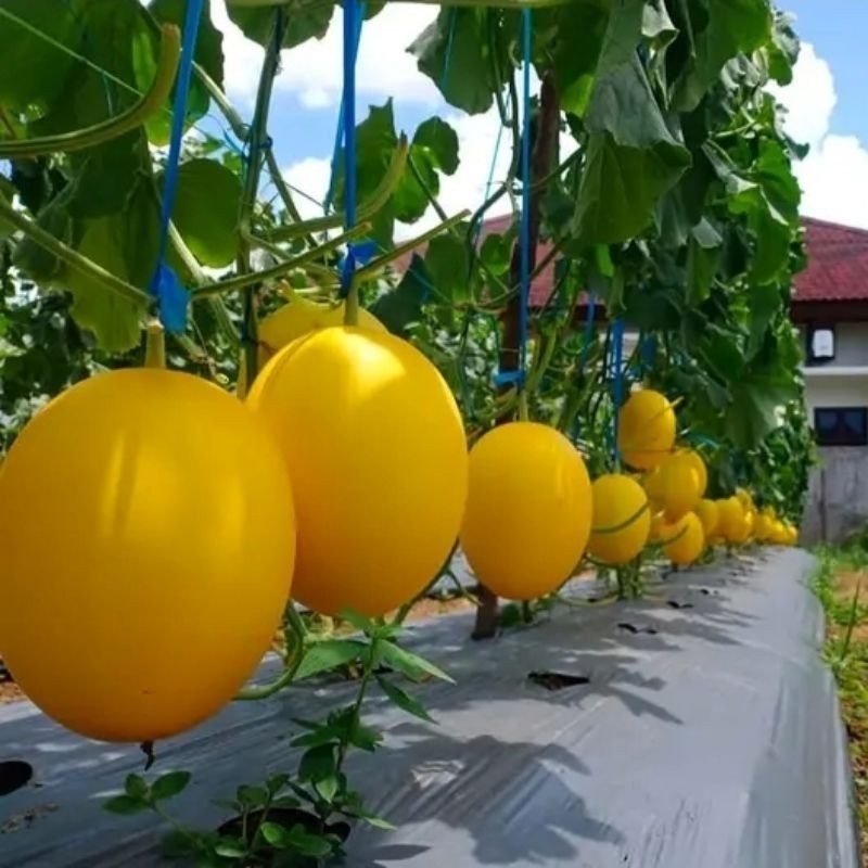 150+ BENIH MELON KINANTI SUPERAN BIBIT UNGGUL READY
