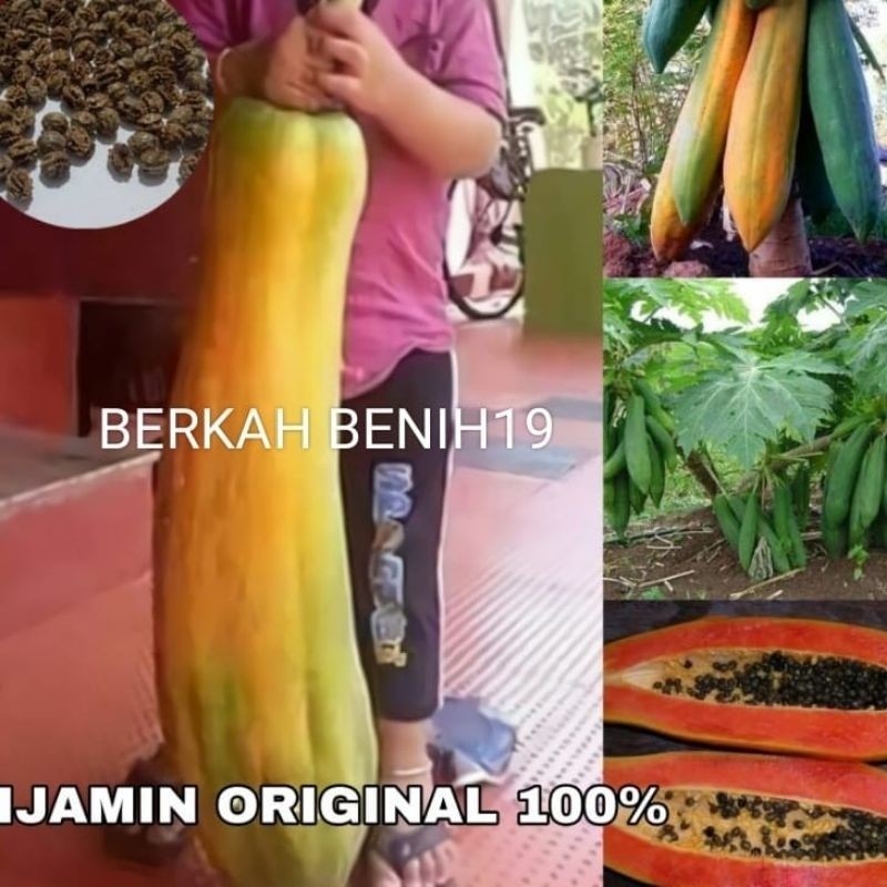 ORDER!! 100+ BENIH PEPAYA RAKSASA KINGSLAND JUMBO BIBIT UNGGULAN READY!!