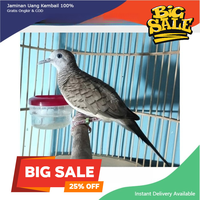 Burung Perkutut Bangkok Ori Ring Dewasa Pilihan