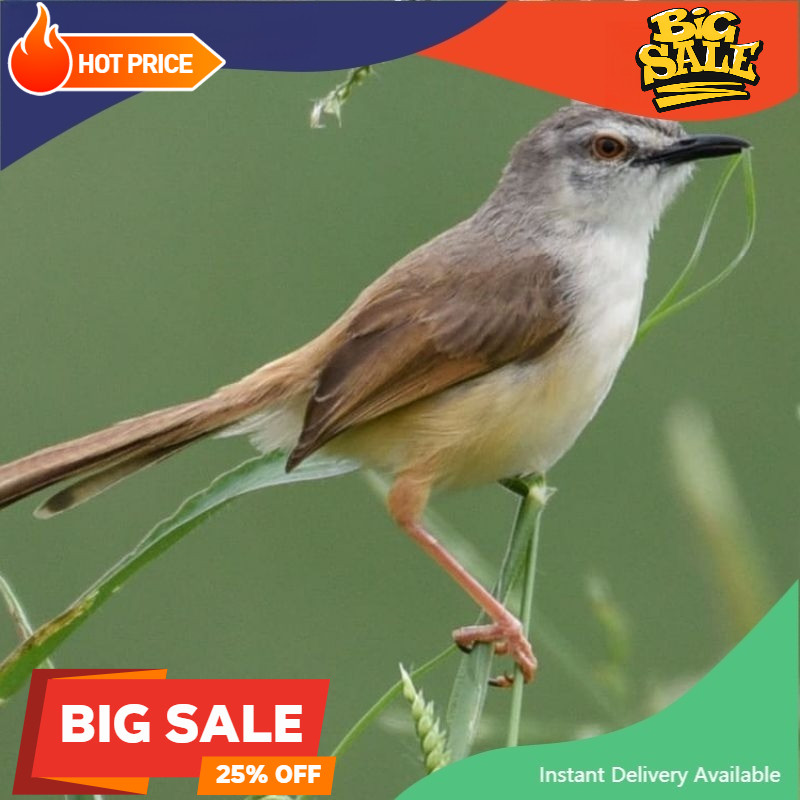 Burung ciblek sawah ( ciwah ) pilihan jantan masteran istimewa