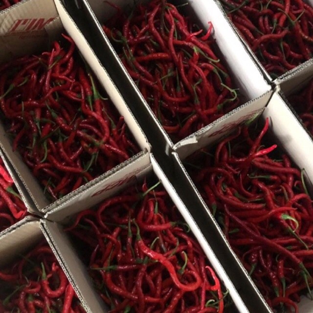 

Cabe/Cabai Merah Kerting Fress Berat 1 Kg Termurah