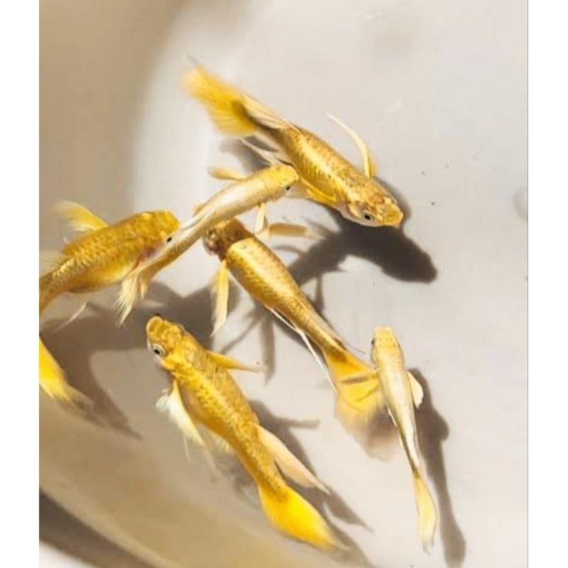 

stiker anomali HIASAN AQUARIUM VVIP SEPASANG GUPPY FULL GOLD GEN RIBBON LINE VIETNAM