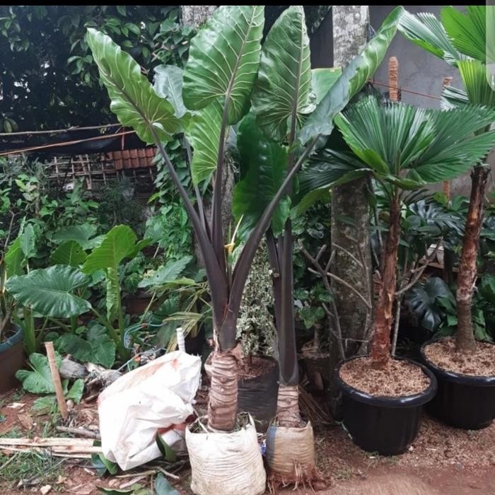 For saleAlocasia Plumbea / sente hitam tinggi 2 meter / keladi bali /gaya balibisa (cod)