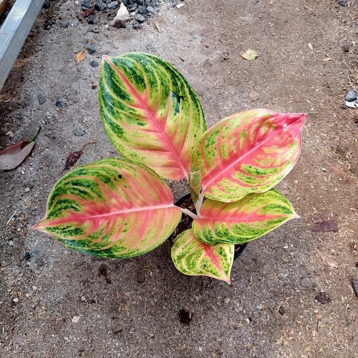 Aglonema Andini - Aglo - Aglonema PROMO MURAH