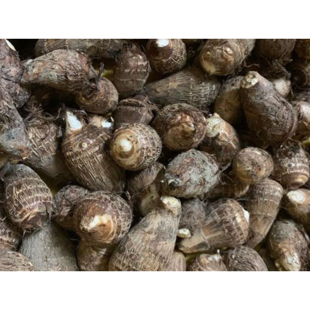 

umbi talas pulen 1 kg