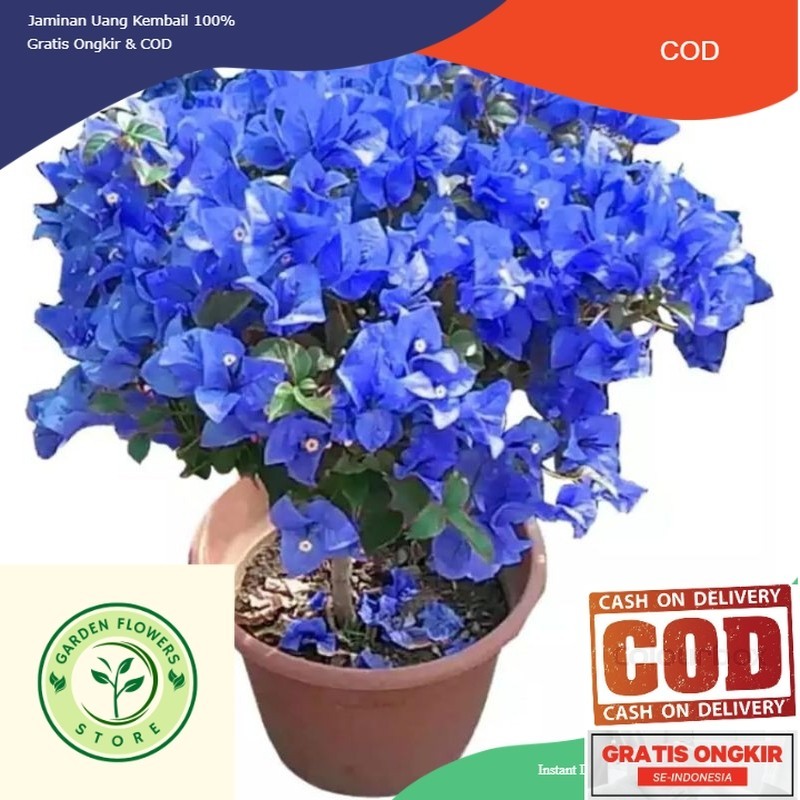 Tanaman hias hidup bibit bunga Bougenville import warna biru (COD)