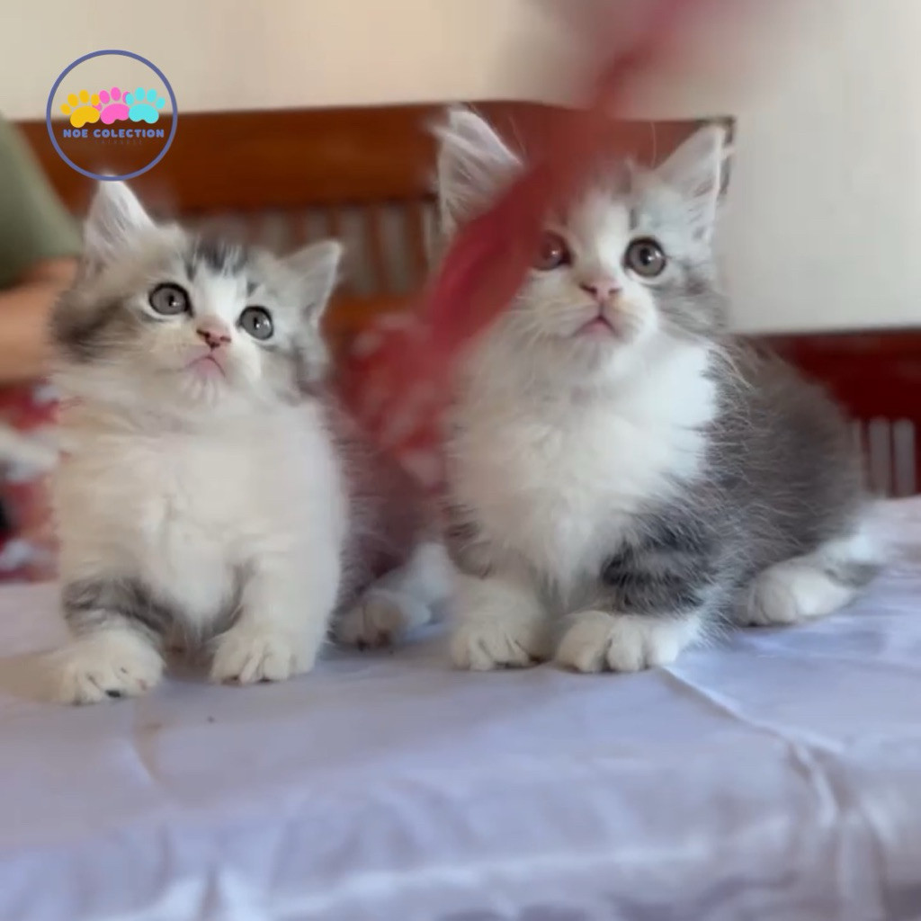 anak kucing munchkin jantan lucu