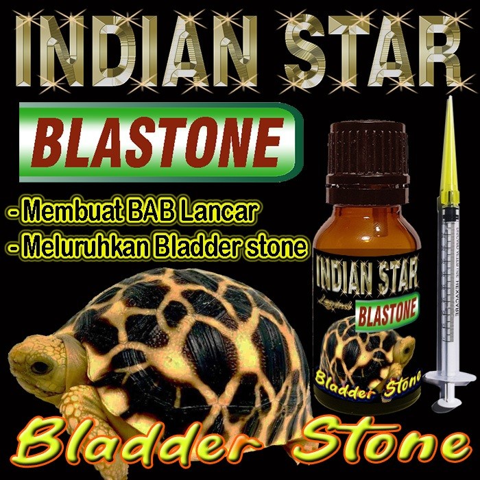INDIAN STAR BLASTONE CAIR OBAT BLADER STONE BS MELURUHKAN URATES REPTILE TORTOISE GEOCHELONE ELEGANS