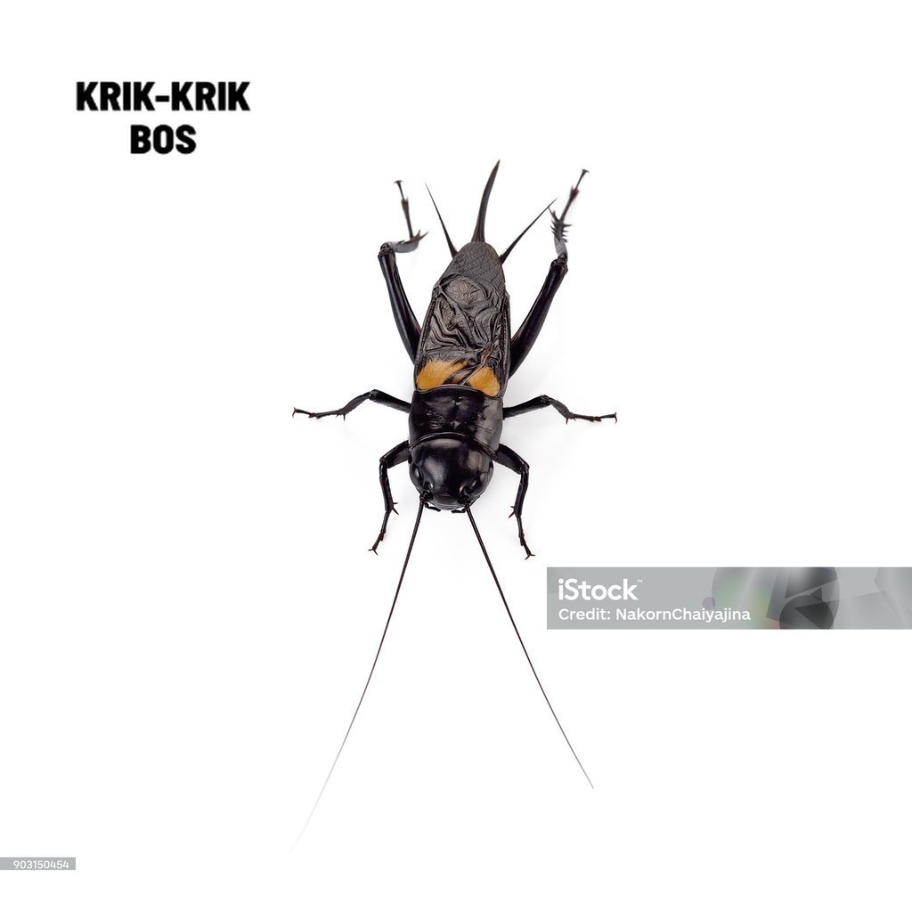 JANGKRIK ( SUPER BESAR ) Jangkrik aduan alam, ukuran kecil merah/hitam GARUT SUPER