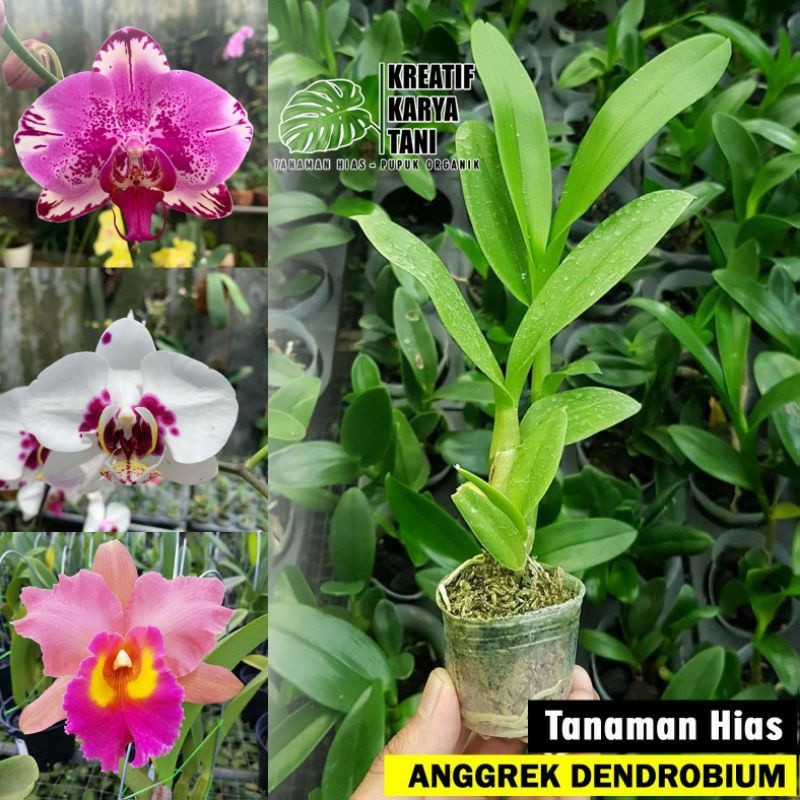 Tanaman hias anggrek dendrobium - anggrek dendrobium remaja