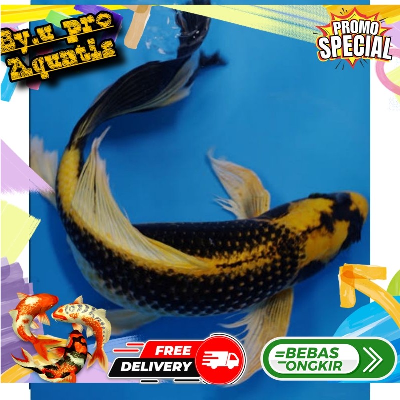 Perlengkapan aquarium Koi Kabuto Slayer Sisik Naga super