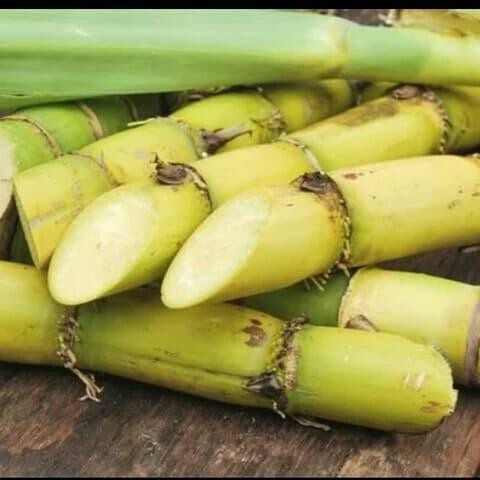 

Ready tebu kuning segar 1kg