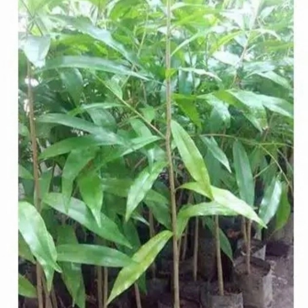 bibit pohon gaharu malaccensis super unggul