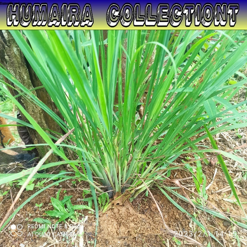 

Bibit Serai Dapur Serai Sayur Siap Tanam