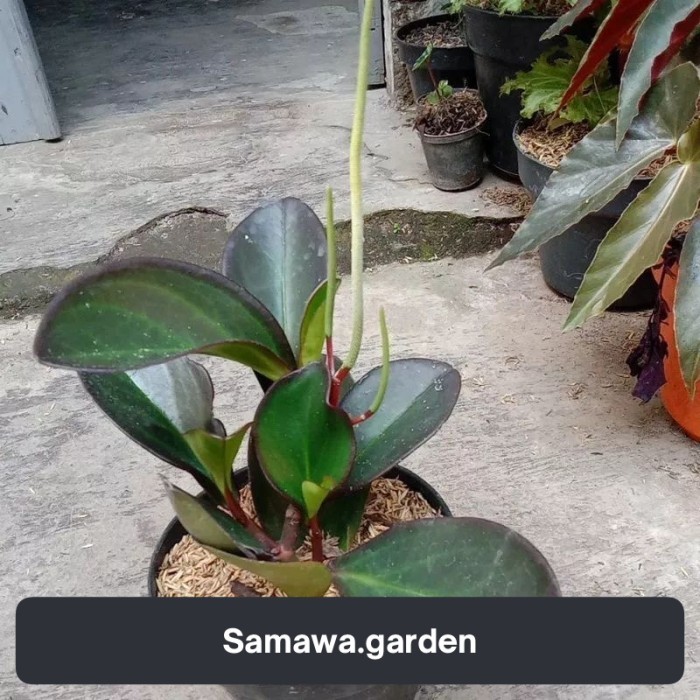 Tanaman hias peperomia teplan hitam - teplan hitam Bunga hias hidup